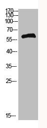 COL25A1 antibody