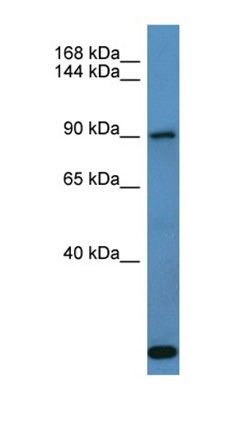 COL27A1 antibody