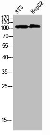 COL28A1 antibody