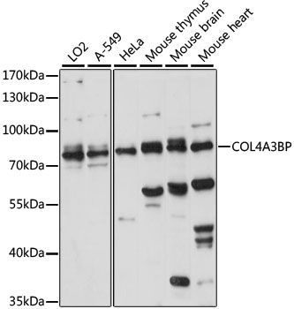 COL4A3BP antibody