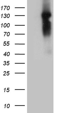 COL5A2 antibody