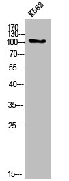 COL6A2 antibody