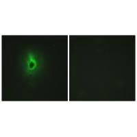COL6A3 Antibody