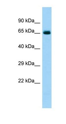 COL6A5 antibody