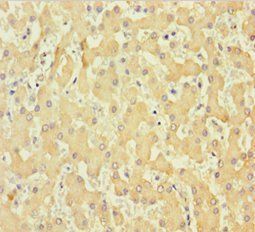 COL6A6 Antibody