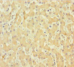 COL6A6 antibody