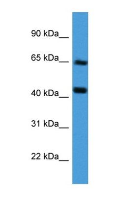 COL8A2 antibody