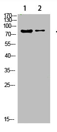 COL8A2 antibody