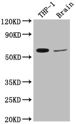 COL9A2 antibody