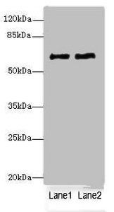 COL9A3 Antibody