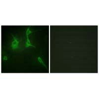 COL9A3 Antibody