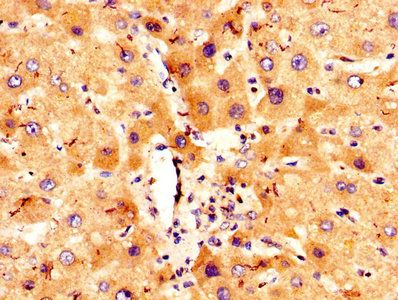 COLEC10 Antibody