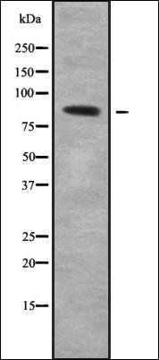 COLEC12 antibody