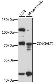 COLGALT2 antibody