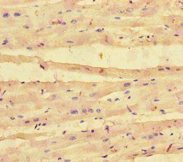 COL4A1 Antibody
