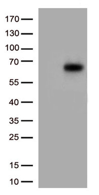 Collagen III (COL3A1) antibody