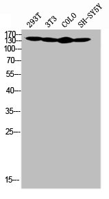 COL4A2 Antibody