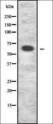 Collagen IX alpha2 antibody