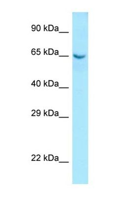 Collagen IX antibody