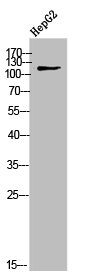 Collagen IX antibody