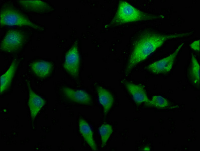 COL6A1 Antibody