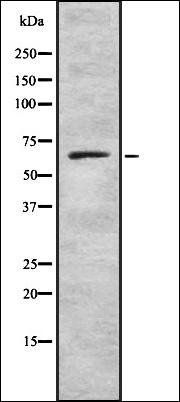 Collagen VIII alpha2 antibody
