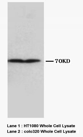 Anti-Collagen, Type III Col3a1 Antibody (Monoclonal, FH-7A)