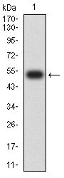 COL1A1 Antibody