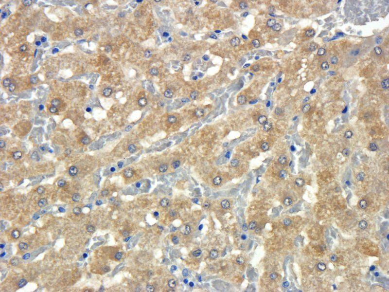 COL2A1 antibody