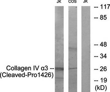 Collagen IV (Cleaved-Pro1426) antibody