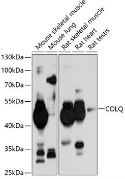 COLQ antibody
