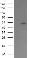 COMMD1 antibody