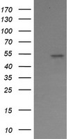COMMD1 Antibody