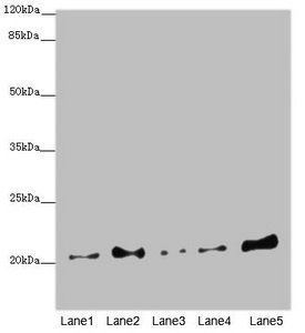 COMMD1 antibody