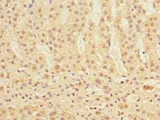 COMMD1 Antibody