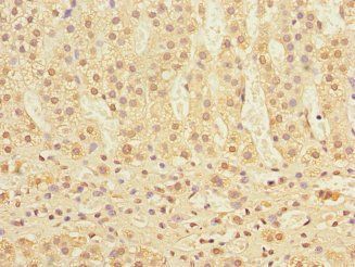 COMMD1 antibody