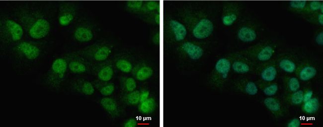 COMM domain containing 7 Antibody