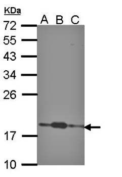 COMMD7 antibody