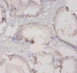 C3 Antibody