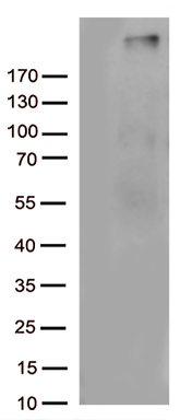 Complement C4B (C4B) antibody