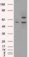 Complement C4B (C4B) antibody