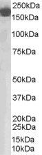 CFH antibody