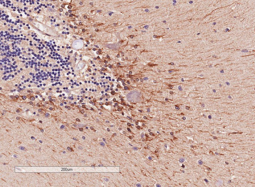 COMT antibody