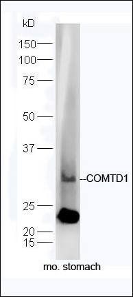 COMTD1 antibody