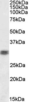 Goat anti-Cone-rod homeobox (C Terminus) Antibody