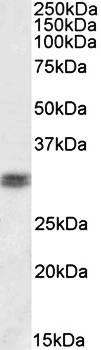 CRX antibody