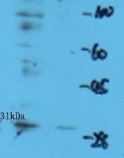 Connexin-31 antibody