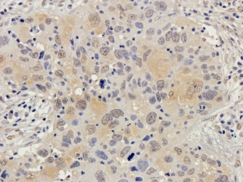 Connexin 40 antibody