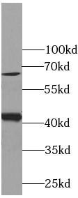 Connexin-43 antibody