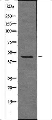 Connexin 43 (Phospho-Ser373) antibody